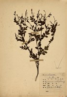 藏品(山素英)的圖片